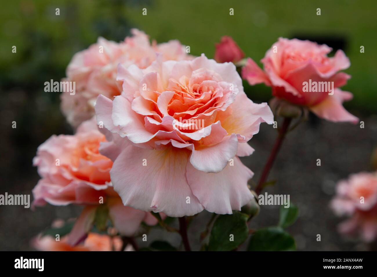 Mcgredy Roses It's Magic - Hybrid Tea McGredy Rose Stock Photo - Alamy