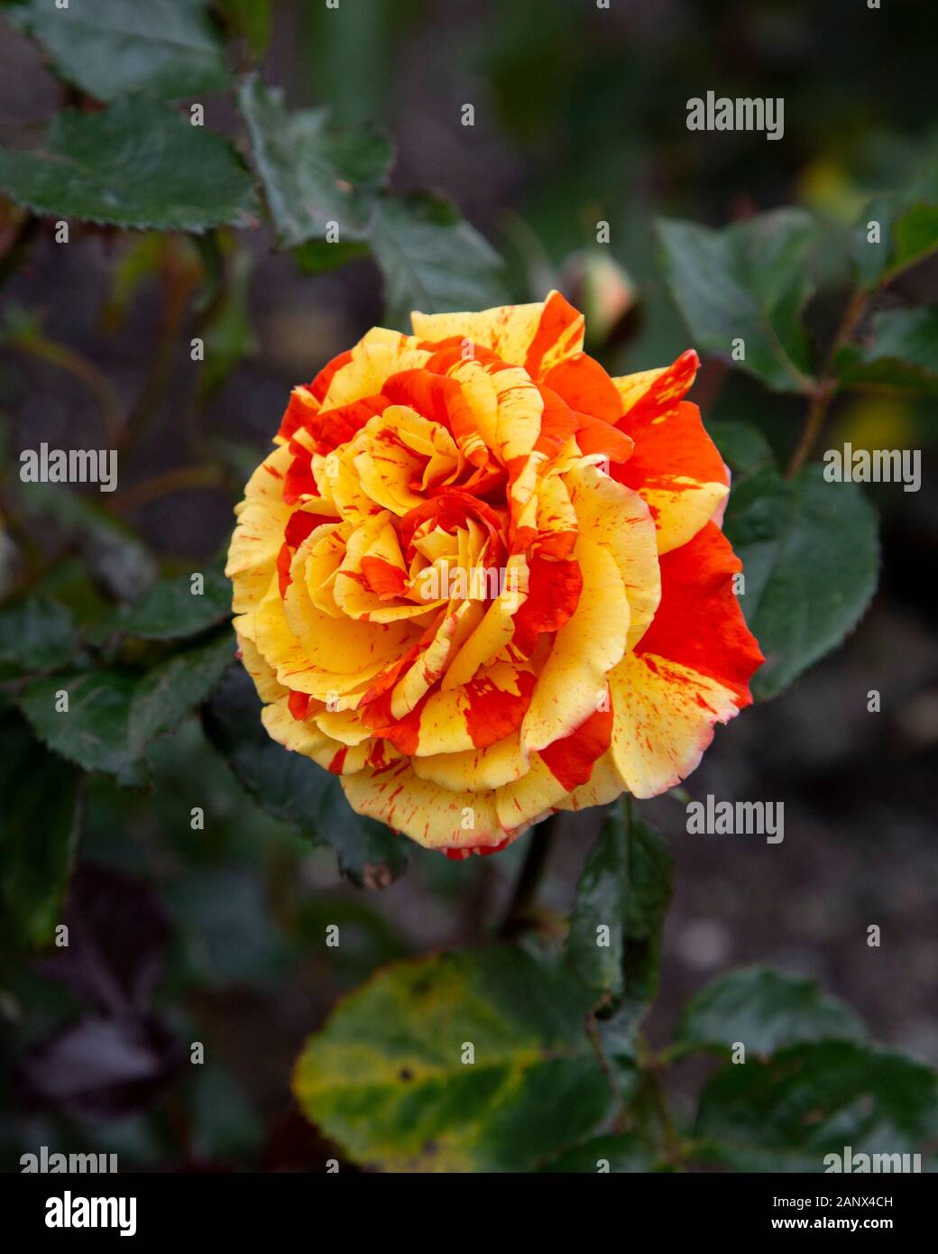 Oranges And Lemons Floribunda McGredy Rose Stock Photo Alamy