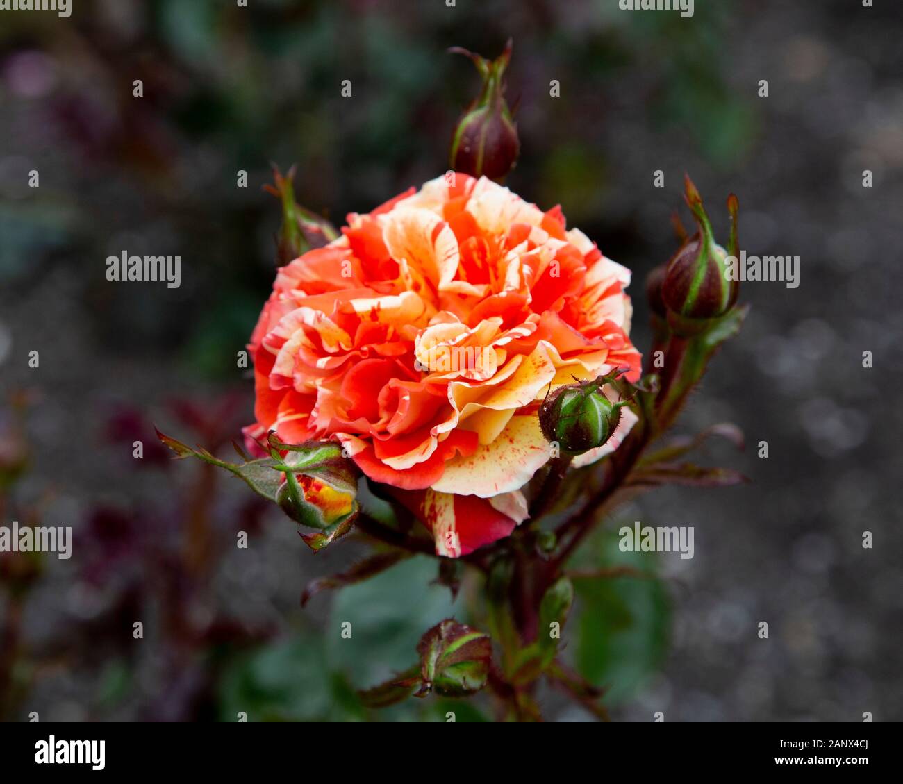 Oranges And Lemons Floribunda McGredy Rose Stock Photo Alamy