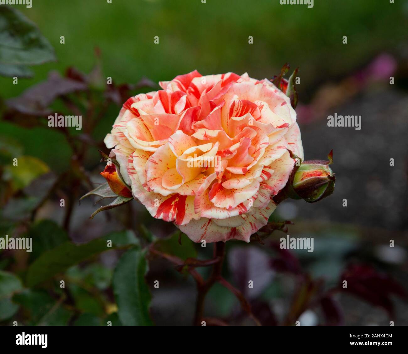 Oranges And Lemons Floribunda McGredy Rose Stock Photo Alamy