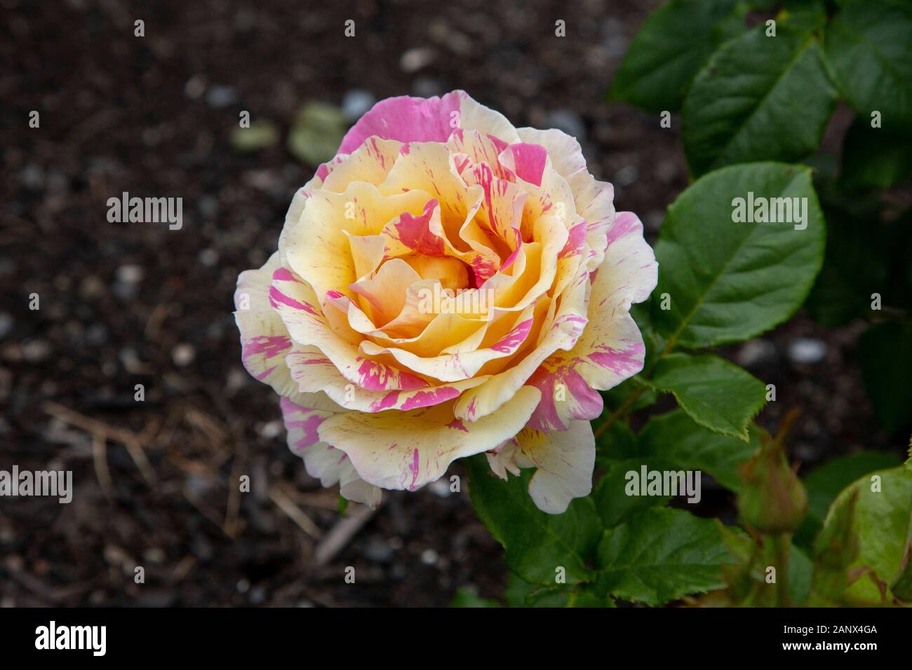 Jackson and perkins rose hi-res stock photography and images - Alamy