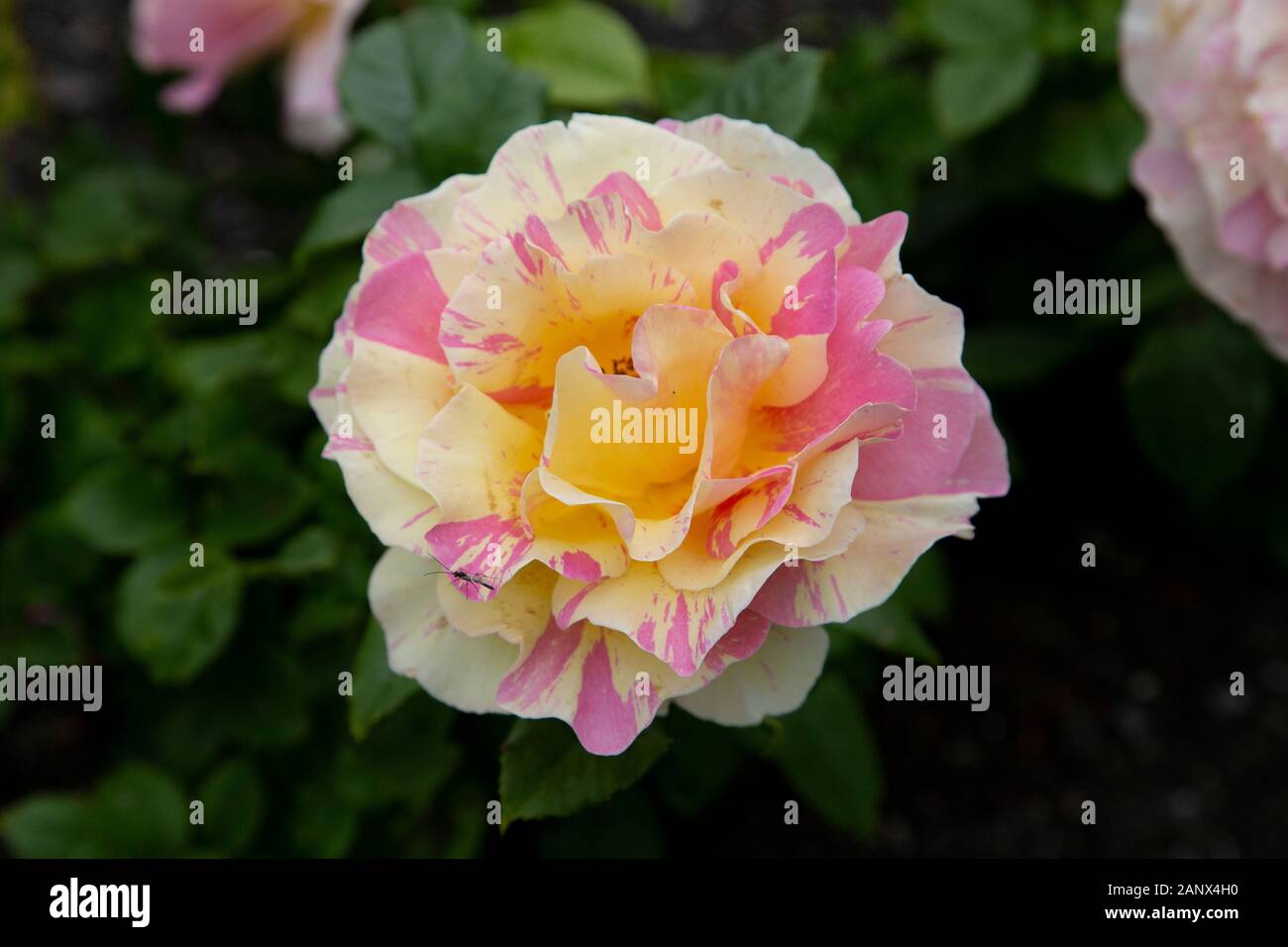 'Claude Monet' - Hybrid Tea Jackson and Perkins Rose Stock Photo - Alamy