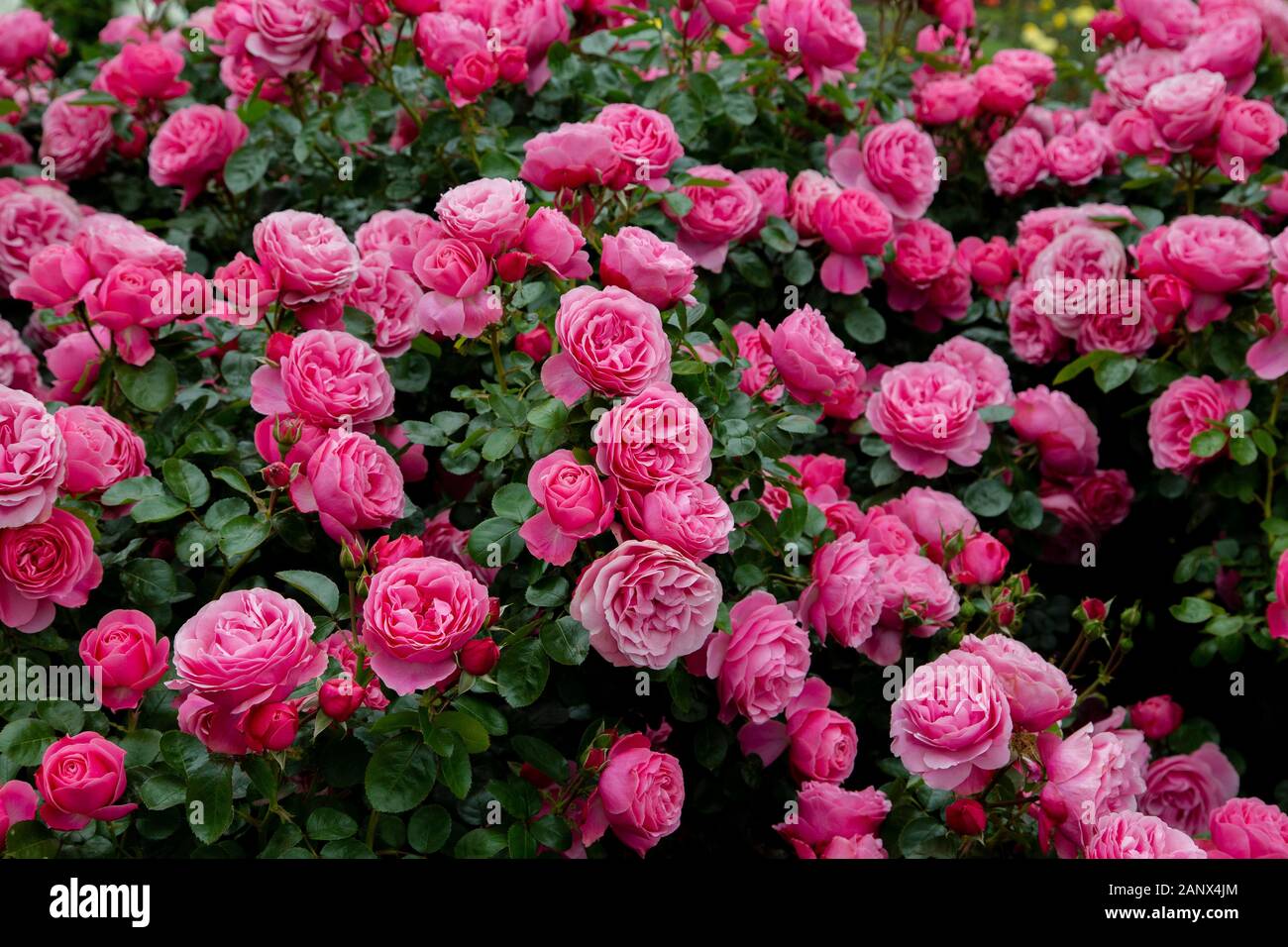 Rose leonardo da vinci hi-res stock photography and images - Alamy