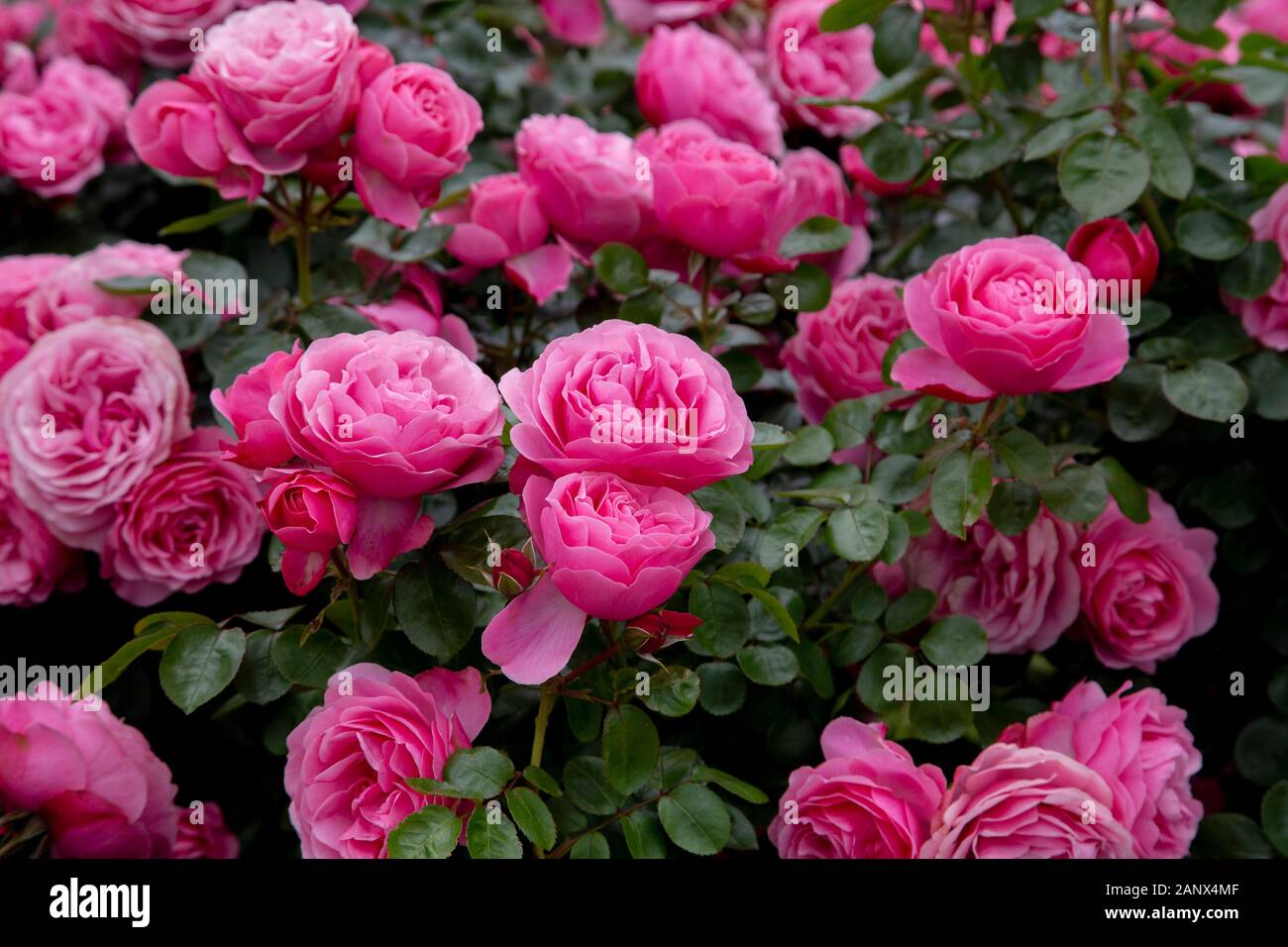 Leonardo Da Vinci - Floribunda Meilland Rose Stock Photo - Alamy