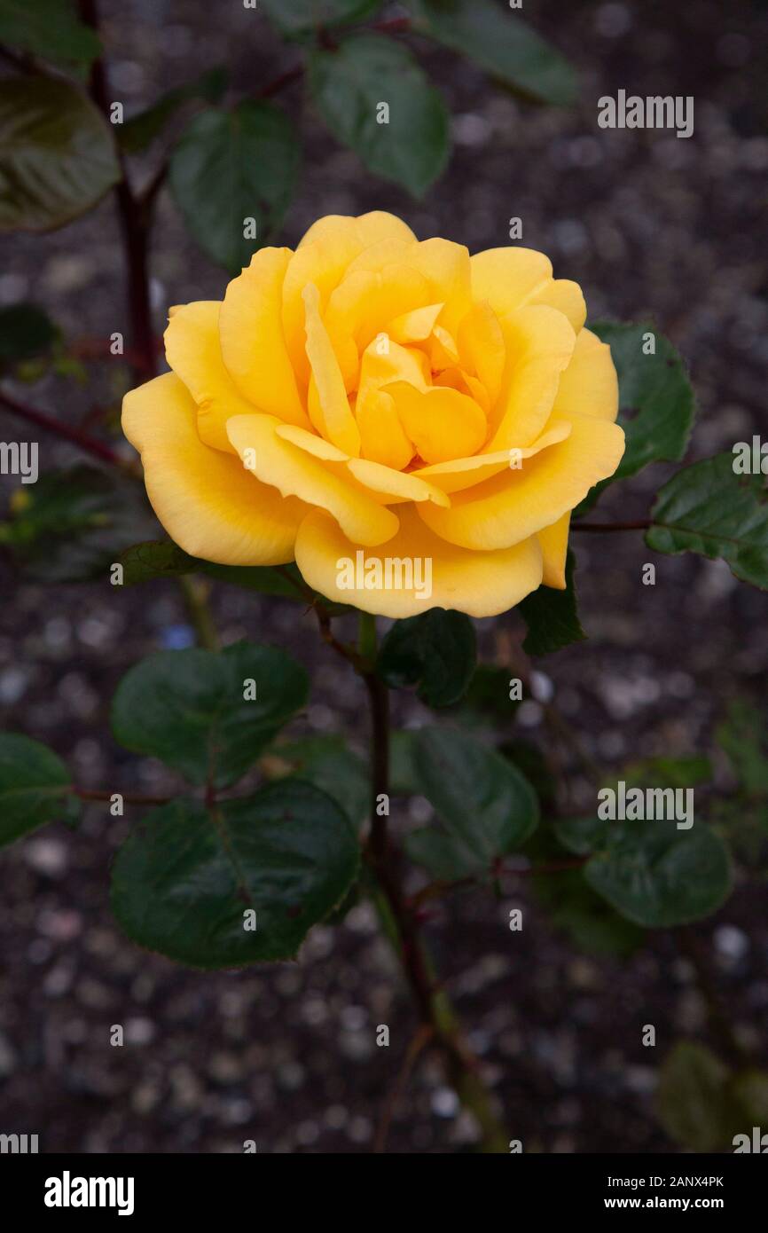 Mcgredy Roses Mcgredy hi-res stock photography and images - Alamy