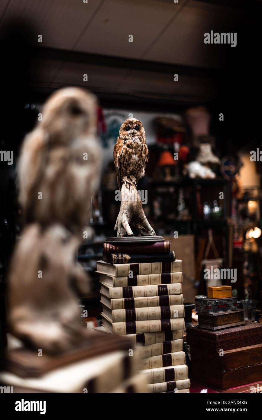 Photo of a stuffed animal. Owl head old vintage house items sale garage