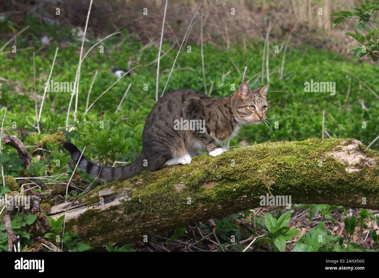 Tabby cat playing in woodland Stock Photo - Alamy