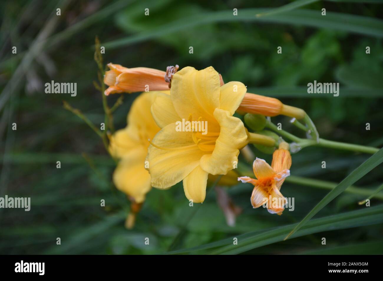 Pretty yellow daylily flower blossom with other buds ready to bloom. Stock Photo