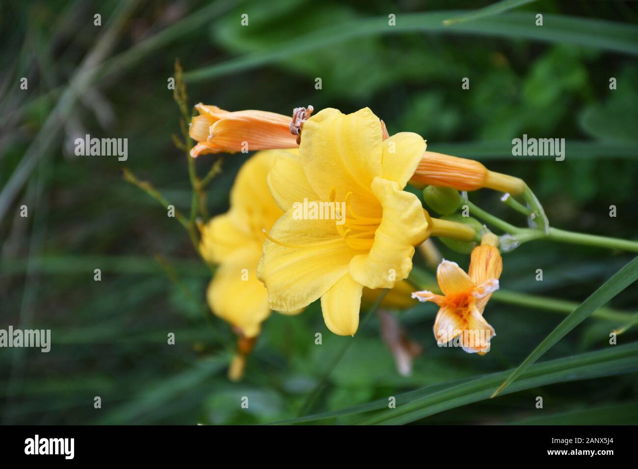 Budding and blooming yellow daylily in a garden. Stock Photo