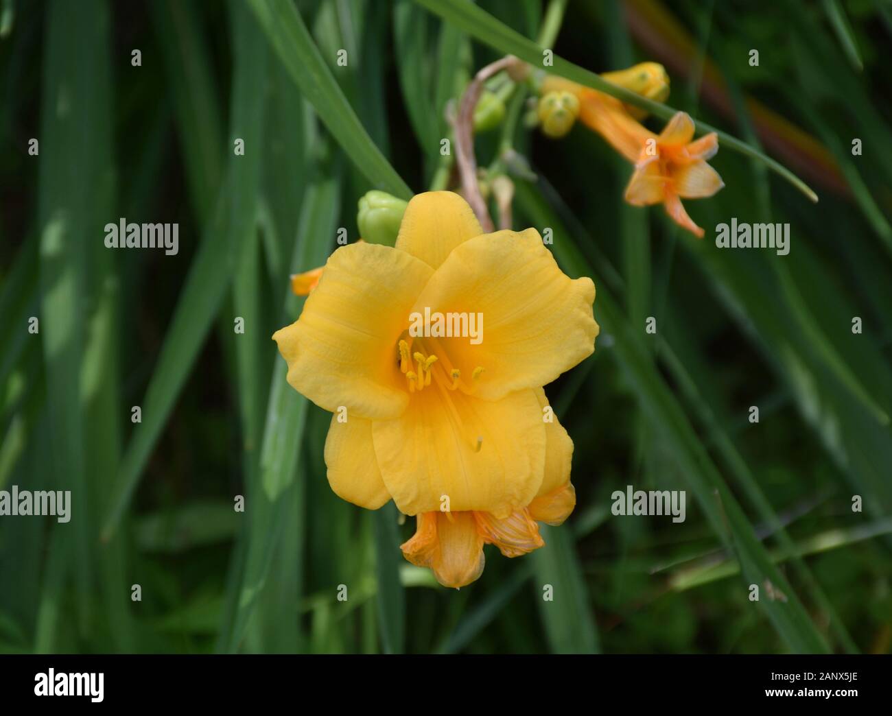 Garden with a pretty flowering yellow daylily in bloom. Stock Photo