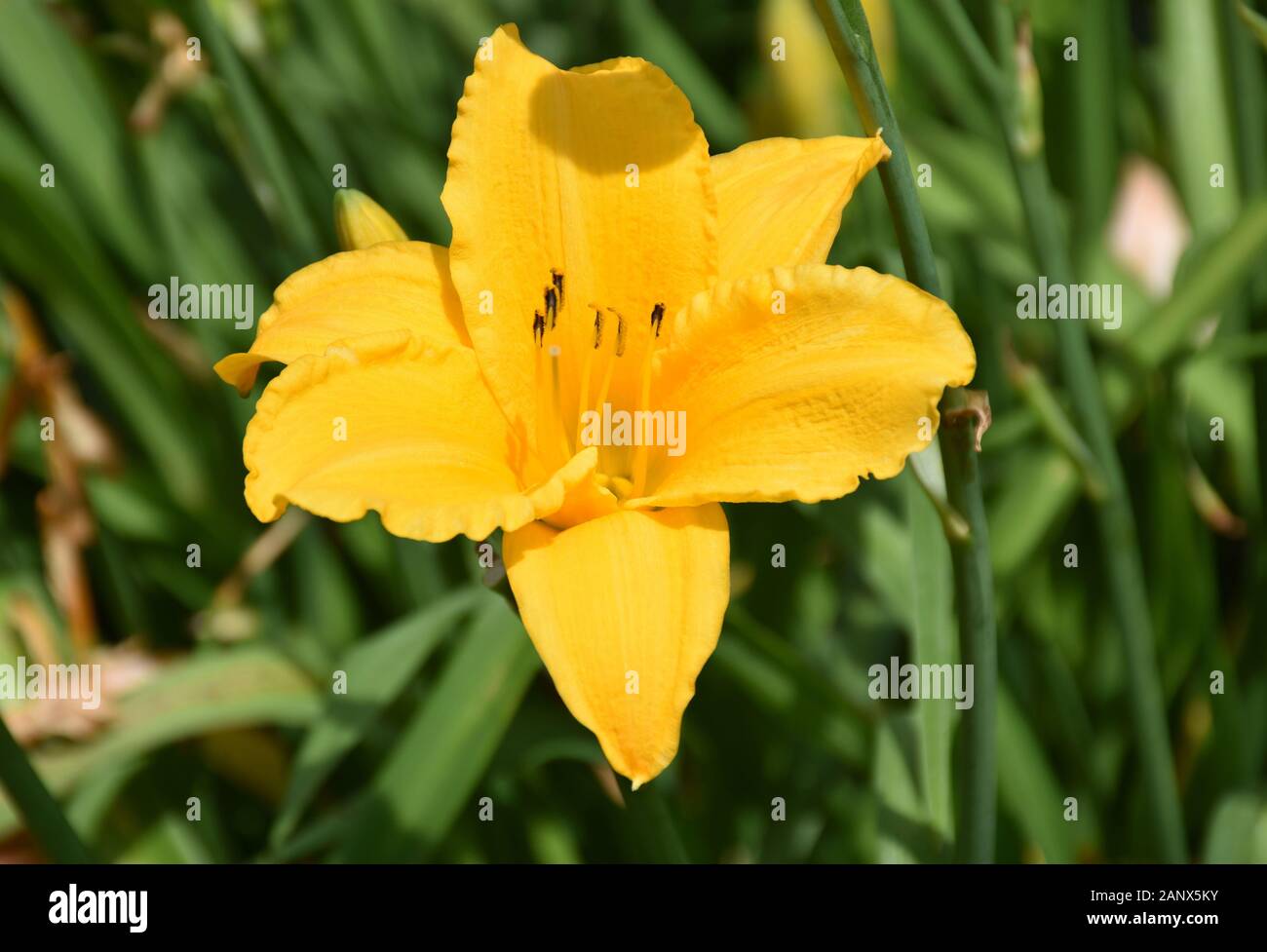 Blooming yellow daylily flower blossom in the sunshine. Stock Photo