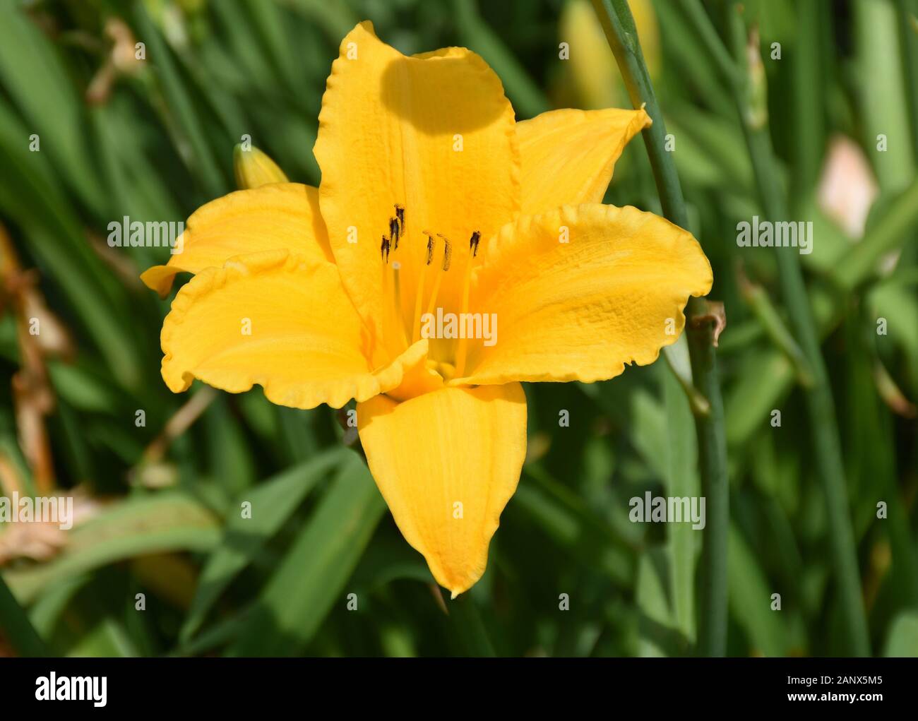Garden with a brilliant bright yellow flowering daylily. Stock Photo