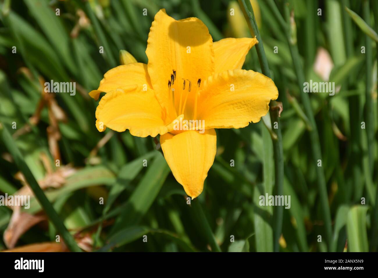 Garden with a blooming stella doro daylily flowering. Stock Photo