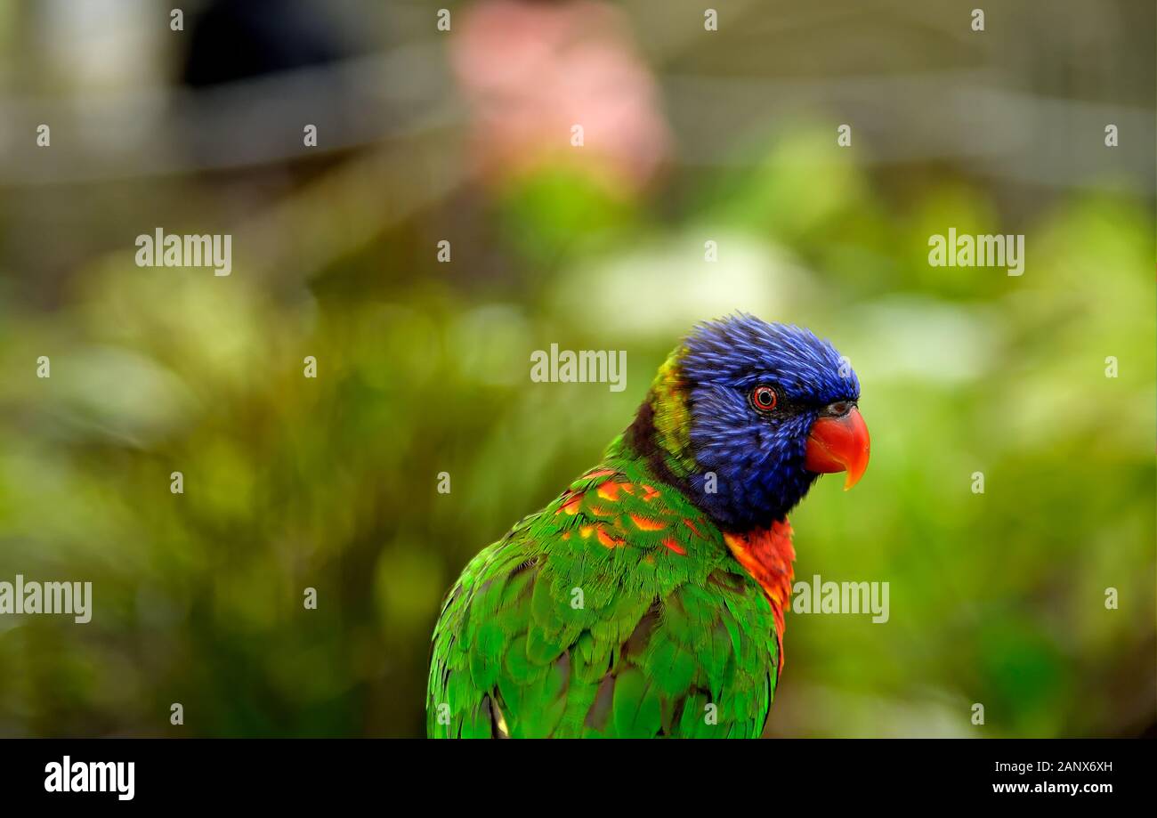 The Rainbow lori a species of parrot living in Australia Stock Photo