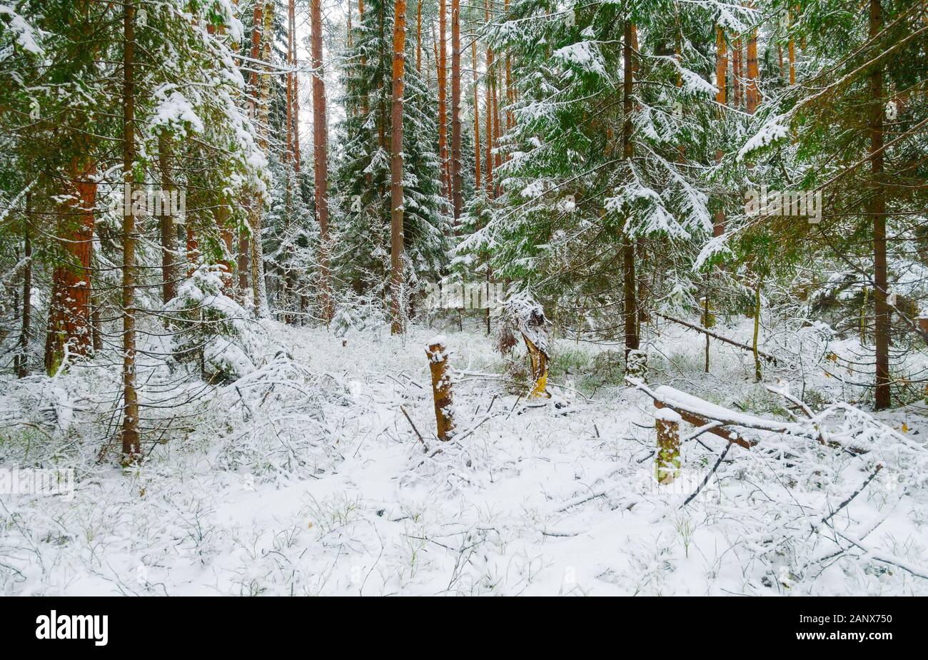 Beautiful winter wild forest, pine snowy forest in winter. Stock Photo