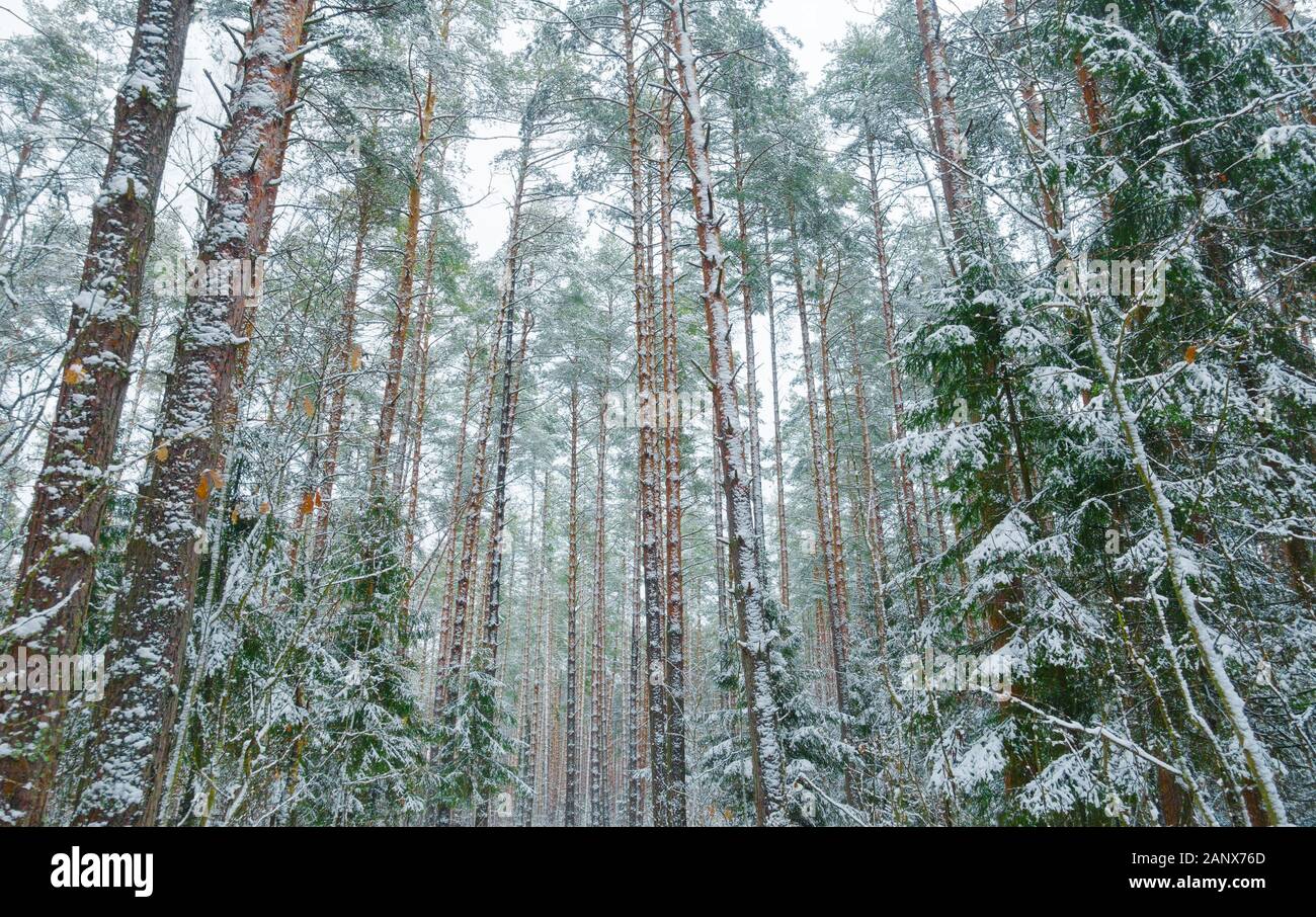Beautiful winter wild forest, fresh snow on trees. Stock Photo