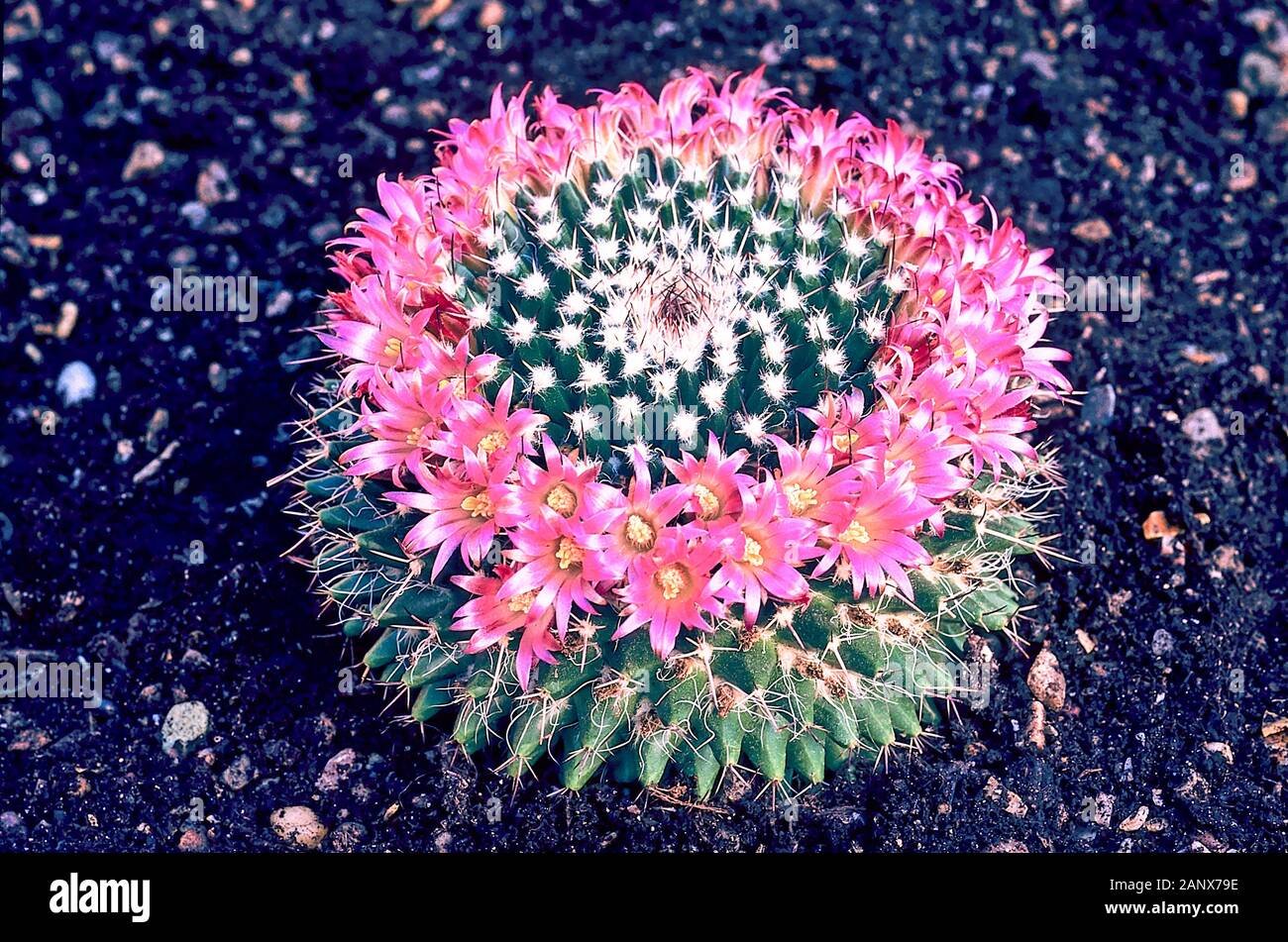 Mammillaria yanu piedra or Pincushion cactus with a circle of flowers  around cacti in summer Stock Photo - Alamy