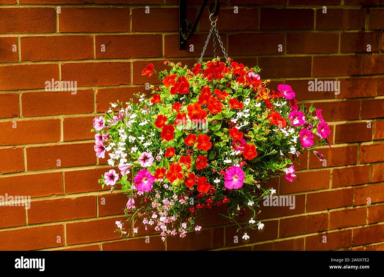 Hanging basket full of mixed flowers including Lobelia and Surfinia and Mimulus in mid summer. Stock Photo