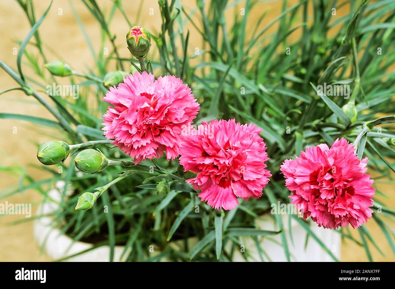 Close up of Dianthus Devon Pride flowers and buds set against background of leaves and growing  in a planter. An evergreen perennial, fully hardy Stock Photo
