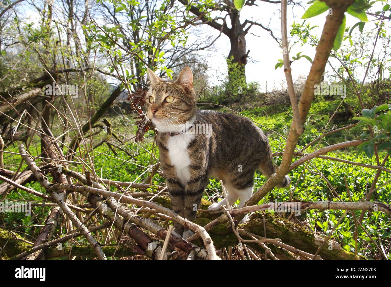 Tabby cat playing in woodland Stock Photo - Alamy