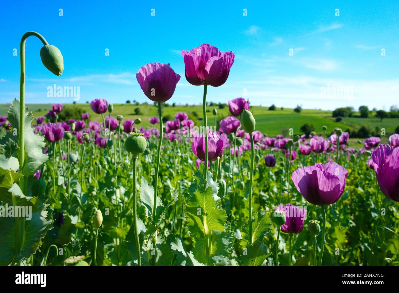 poppy field. opium, poppy capsule. Agriculture of poppy plant