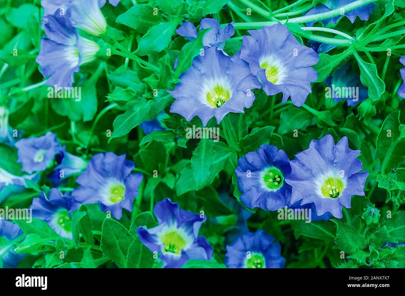 Nolana paradoxa Blue Bird a ground cover plant that can be used for Hanging baskets and containers. Also called Chilean Bellflower a half hardy annual Stock Photo