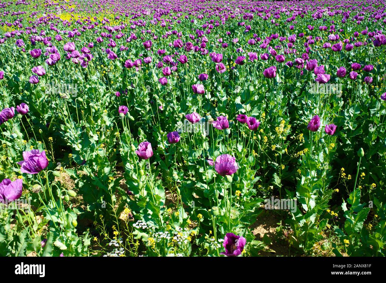 poppy field. opium, poppy capsule. Agriculture of poppy plant