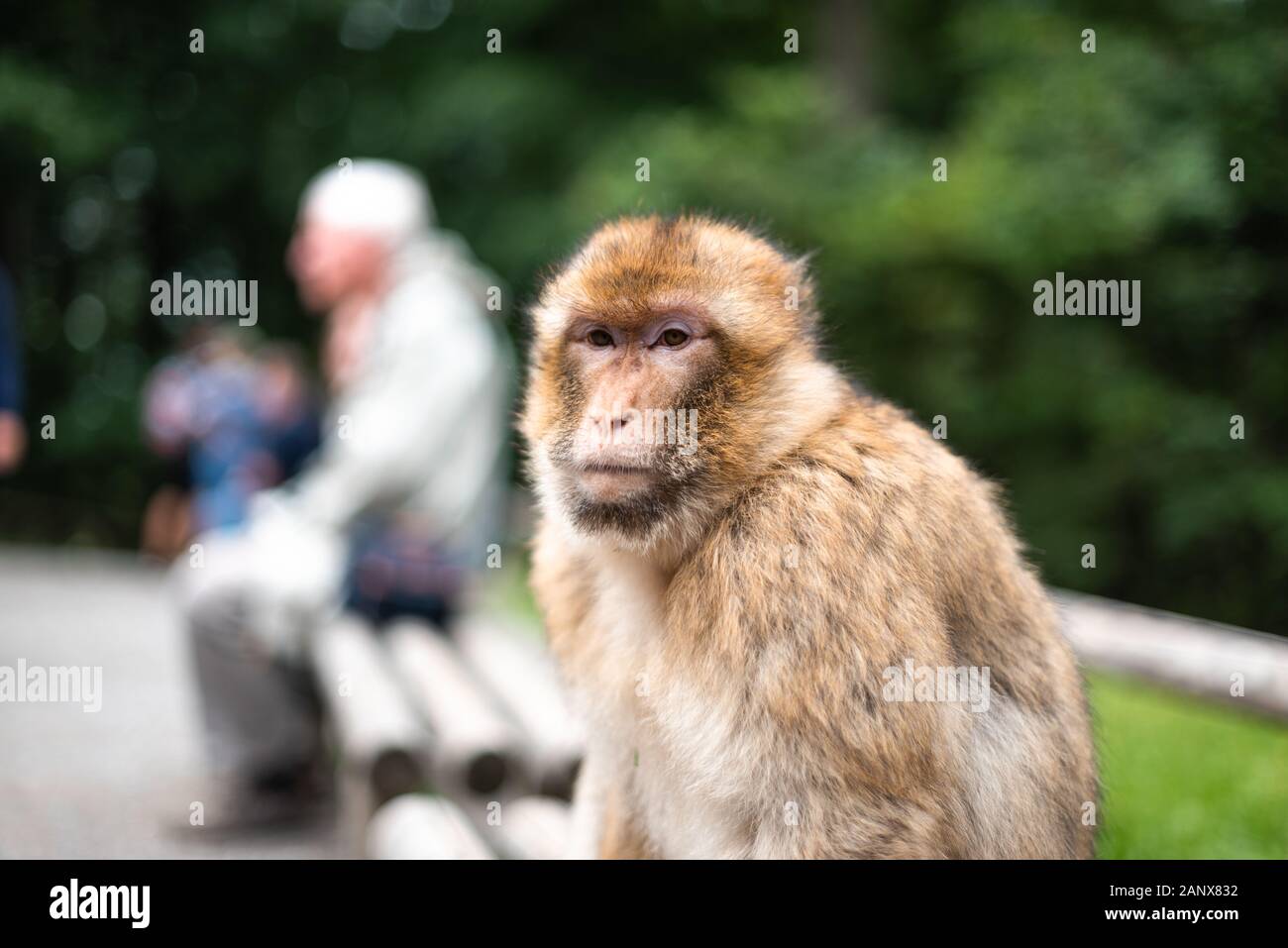 monkey sitting on bench next to human animal love activists species close concept space for text