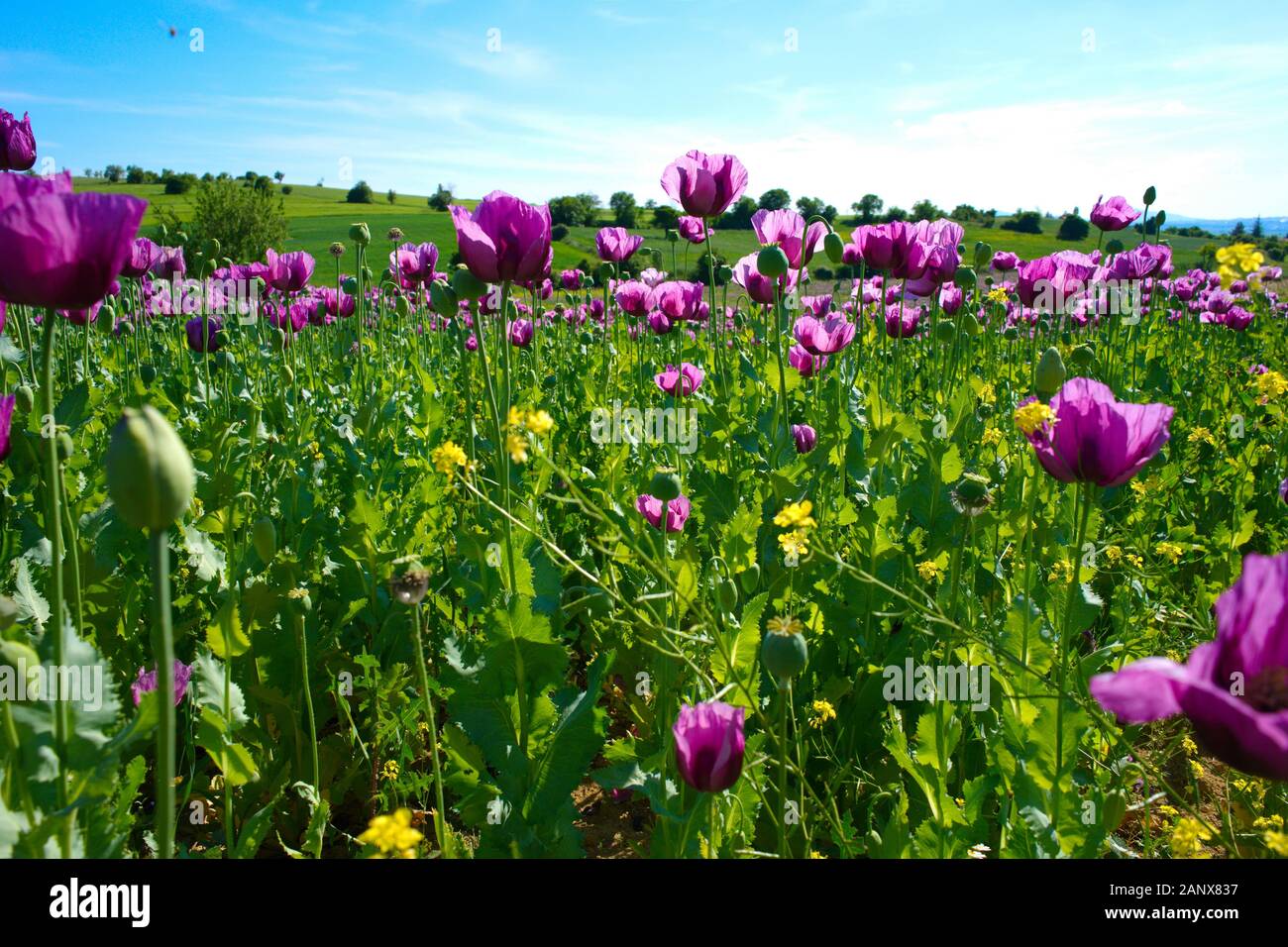 poppy field. opium, poppy capsule. Agriculture of poppy plant
