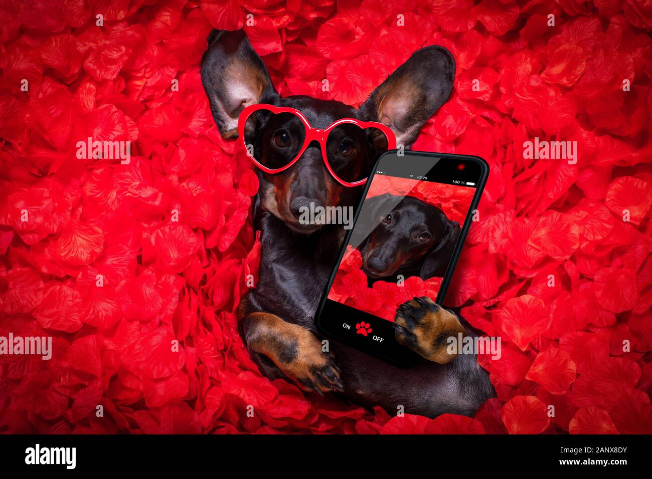 suasage dachshund dog lying in bed full of red rose flower petals as