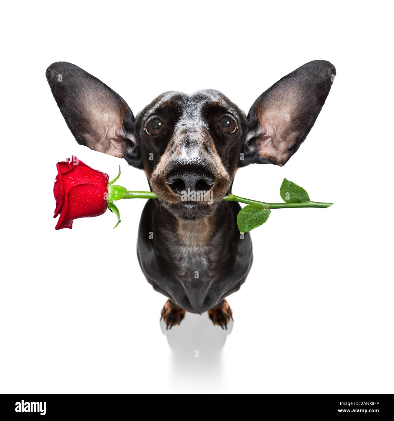 Sausage dog day cheap