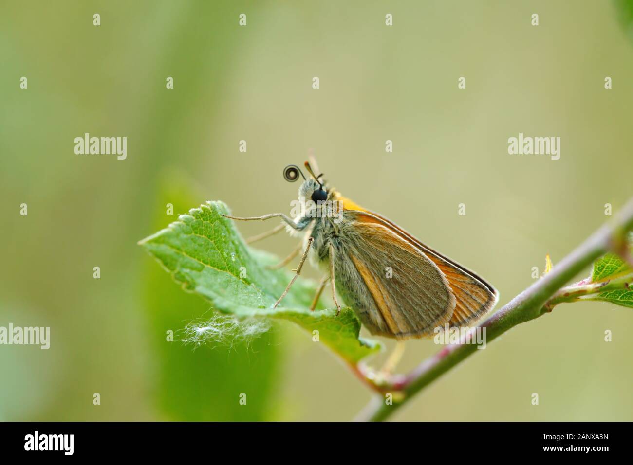 meadow brown butterfly Stock Photo