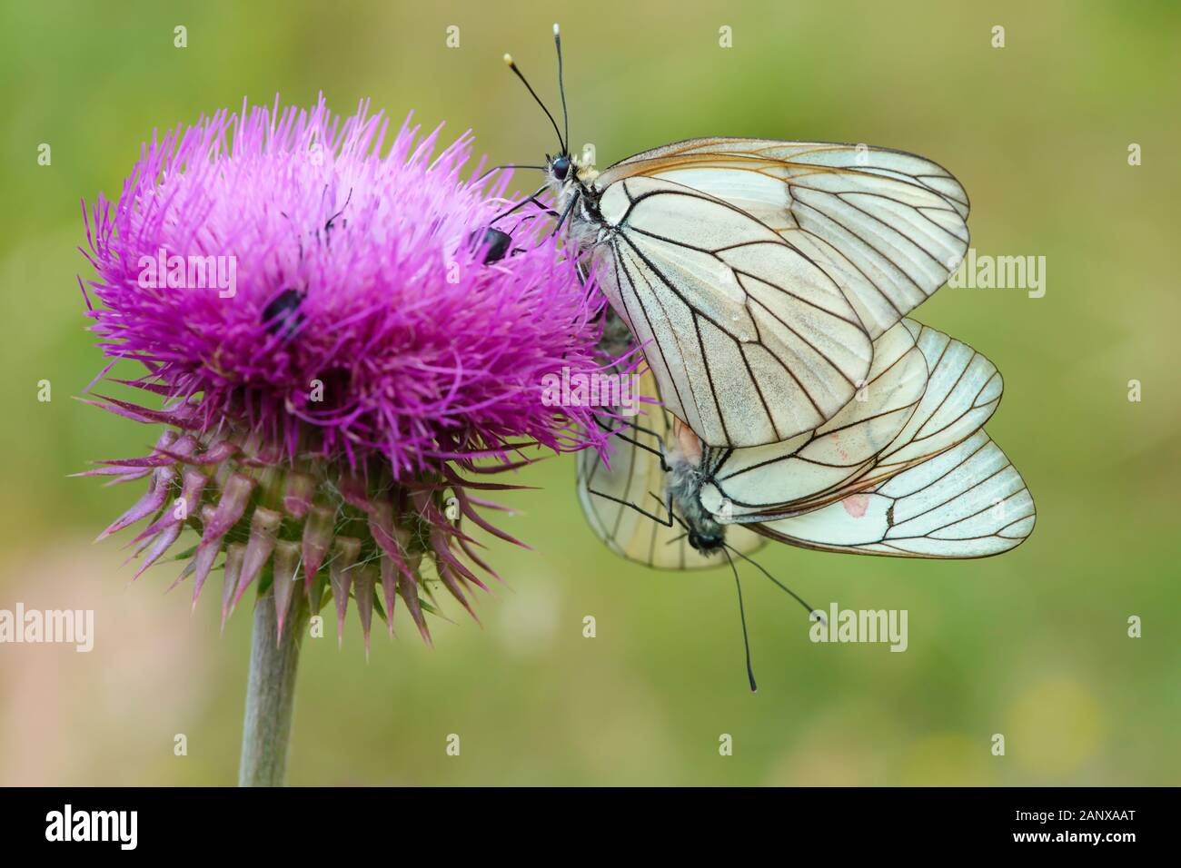 hawthorn butterfly. Hawthorn butterflies on the Thistle flower. close-up. a couple in love Stock Photo