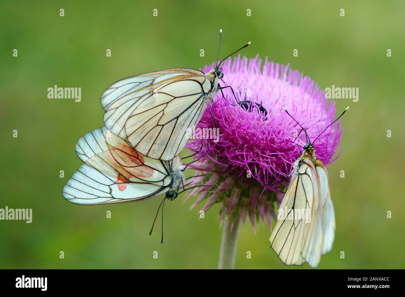 hawthorn butterfly. Hawthorn butterflies on the Thistle flower. close-up. a couple in love Stock Photo