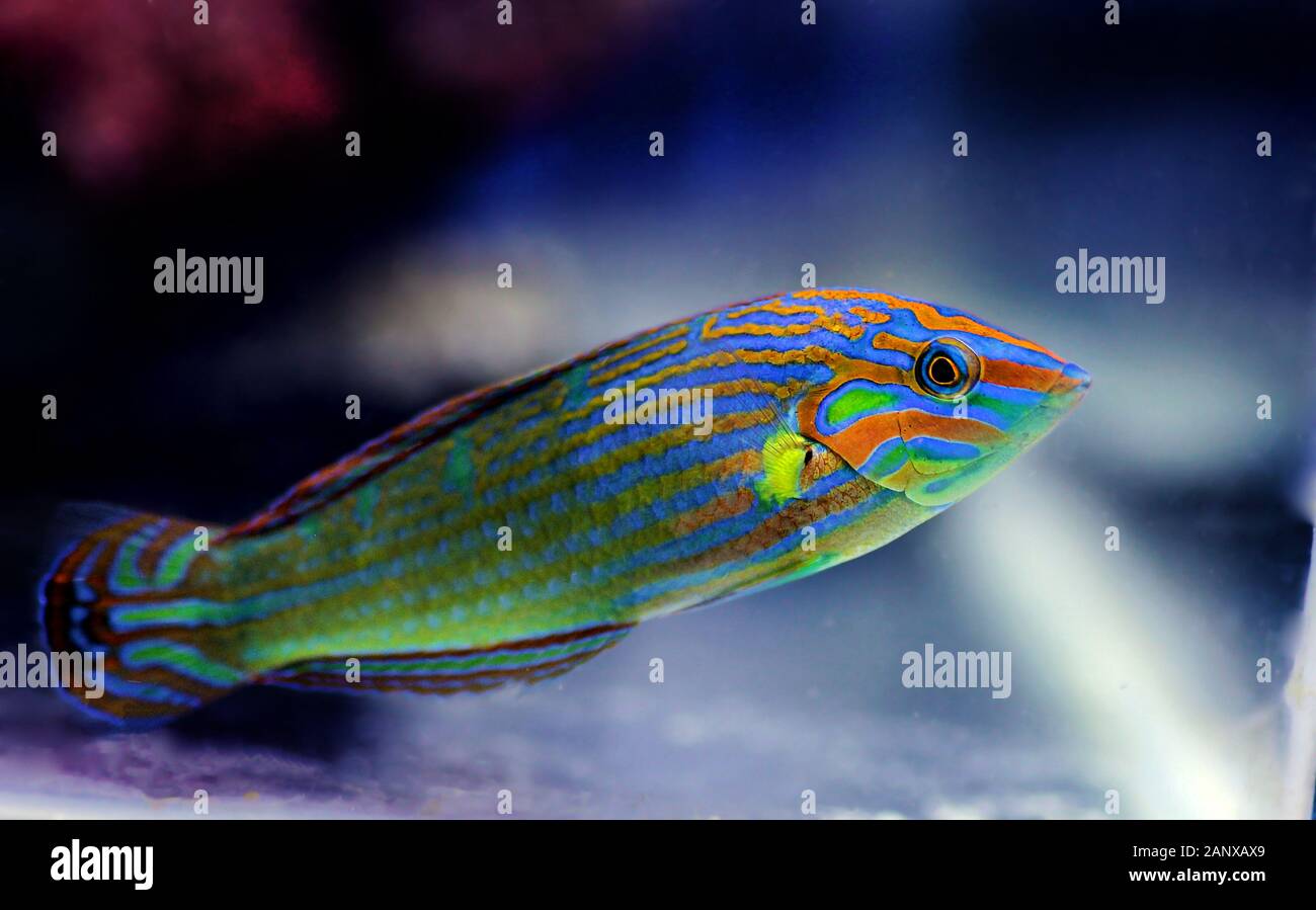 Hoevens saltwater wrasse fish - Halichoeres melanurus Stock Photo - Alamy