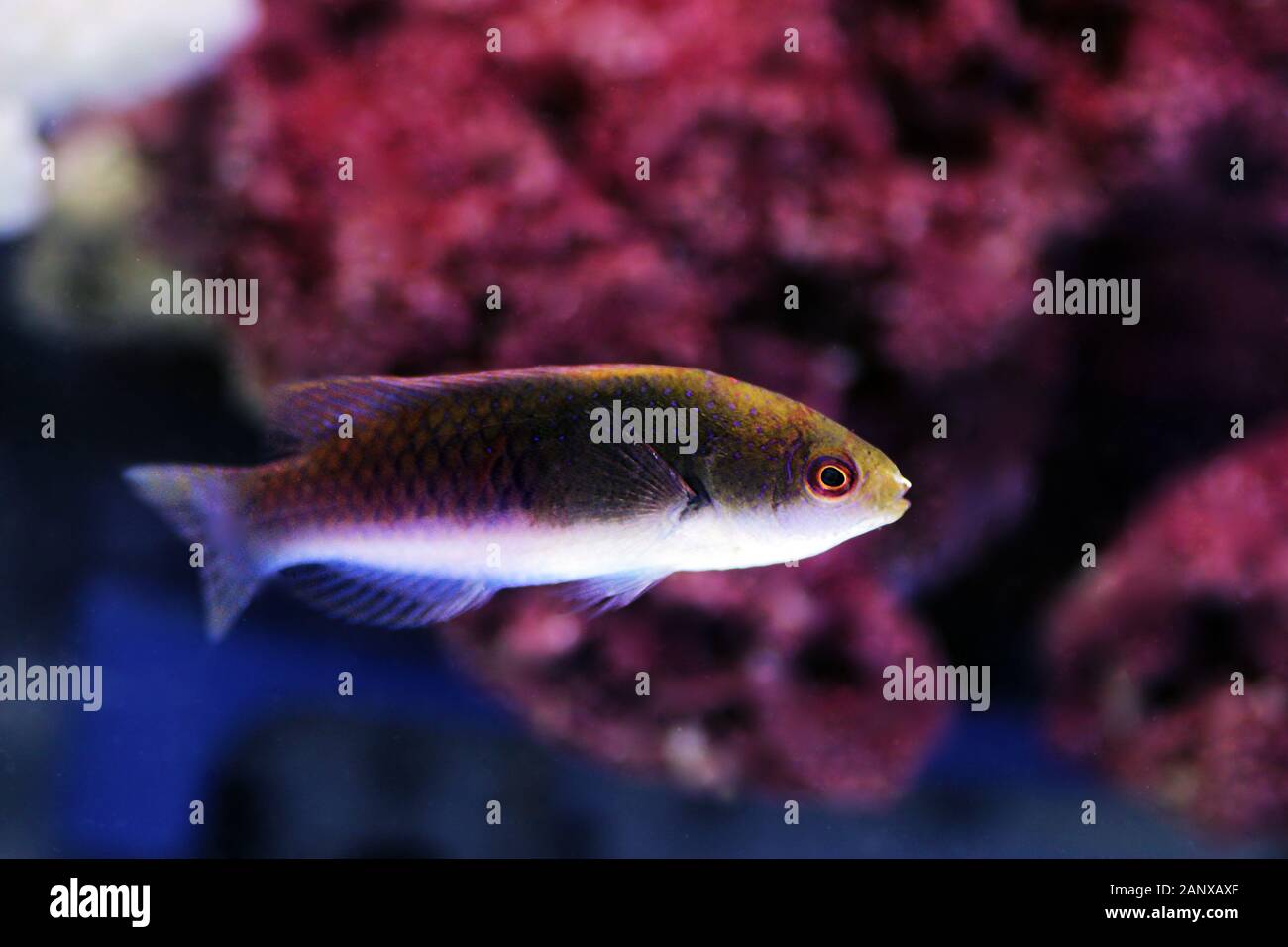 Bluehead Fairy Wrasse - (Cirrhilabrus cyanopleura Stock Photo - Alamy