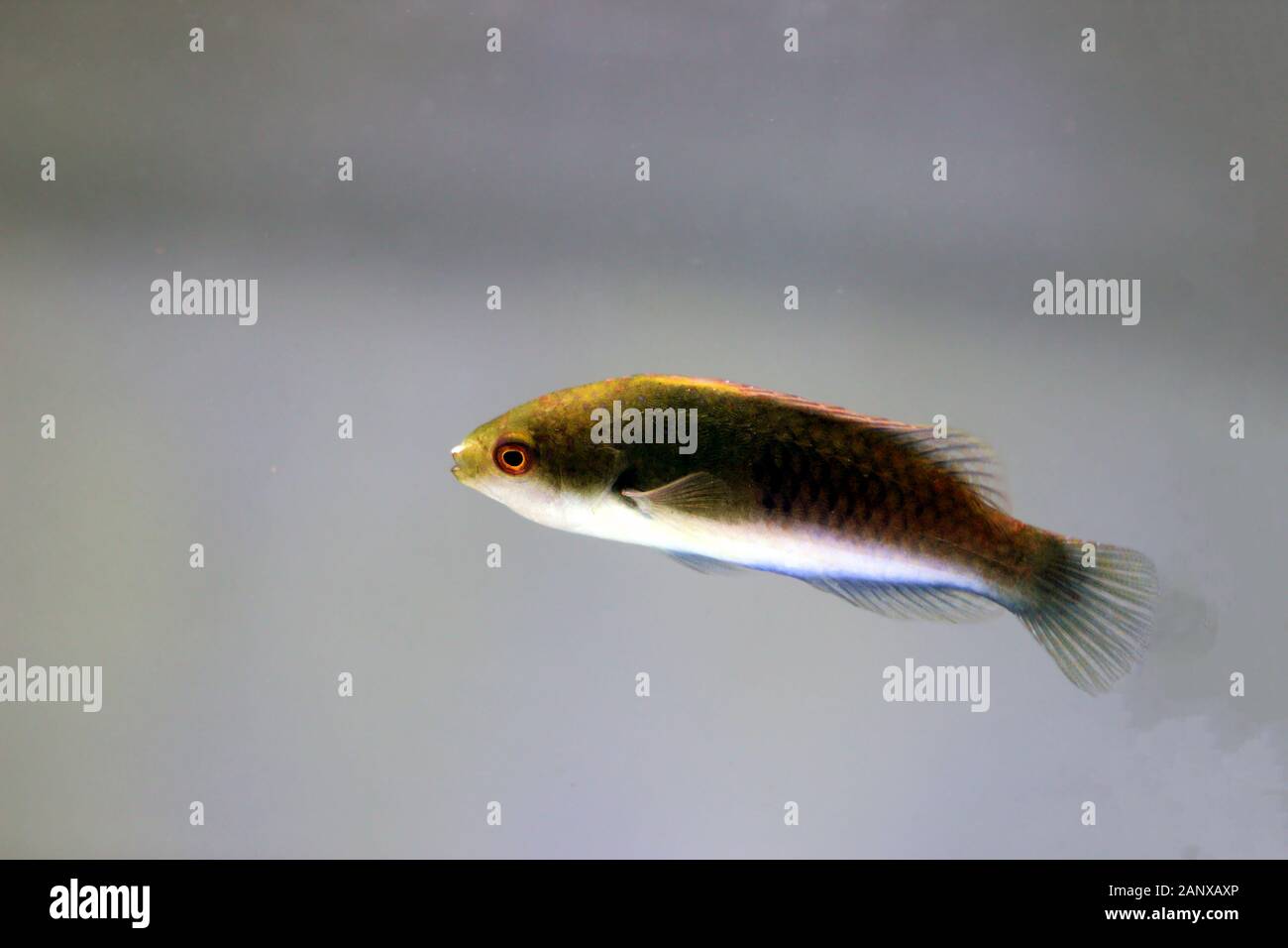 Bluehead Fairy Wrasse - (Cirrhilabrus cyanopleura Stock Photo - Alamy