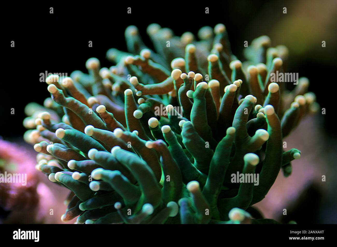 Green Euphyllia Torch Aussie LPS coral Stock Photo