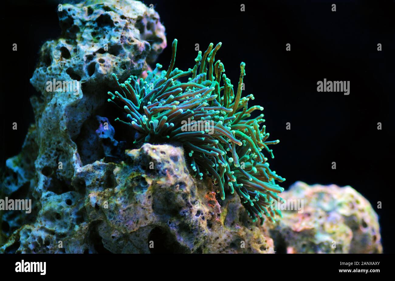 Green Euphyllia Torch Aussie LPS coral Stock Photo