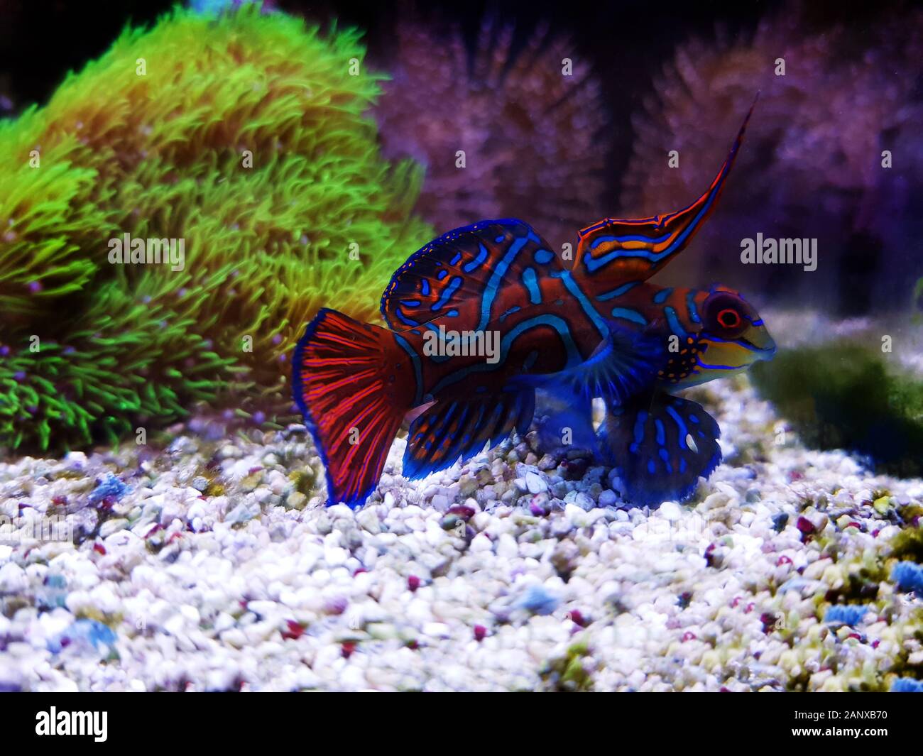 Red male mandarin fish - Synchiropus splendidus Stock Photo