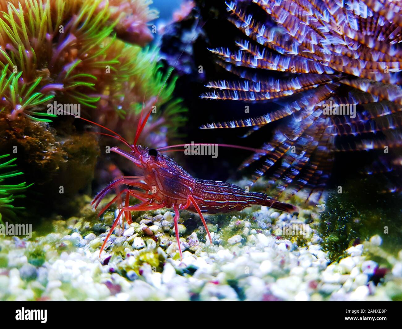 Aiptasia eater Peppermint shrimp - Lysmata Wundermanni Stock Photo