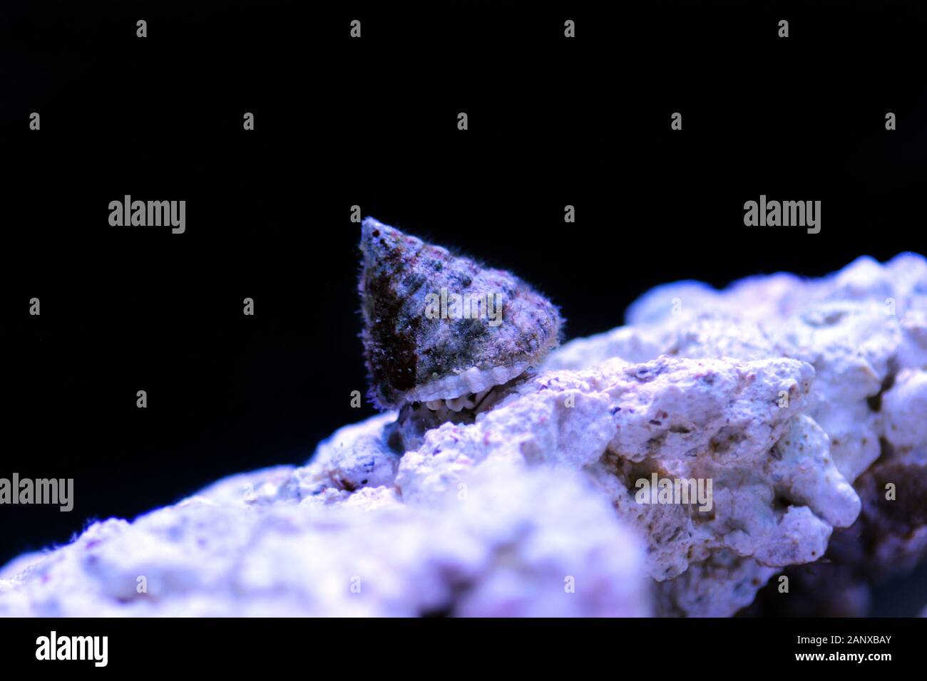 Turban saltwater snail - (Tectus fenestratus) Stock Photo