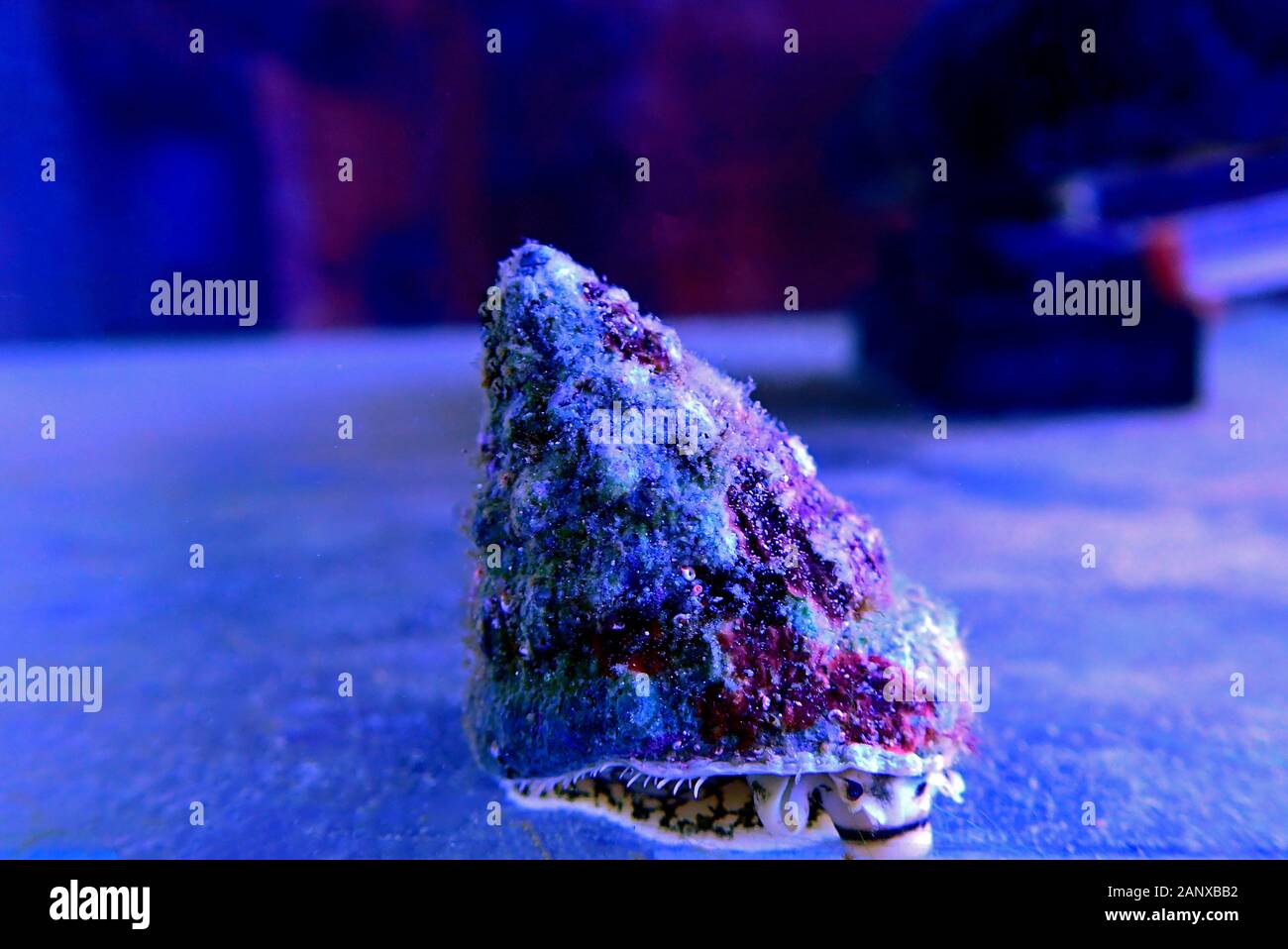 Turban saltwater snail - (Tectus fenestratus) Stock Photo