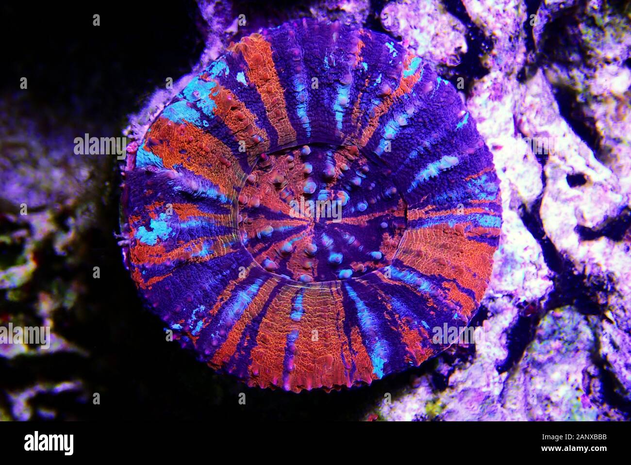 Rainbow Australian Scolymia Coral - (Homophyllia australis) Stock Photo