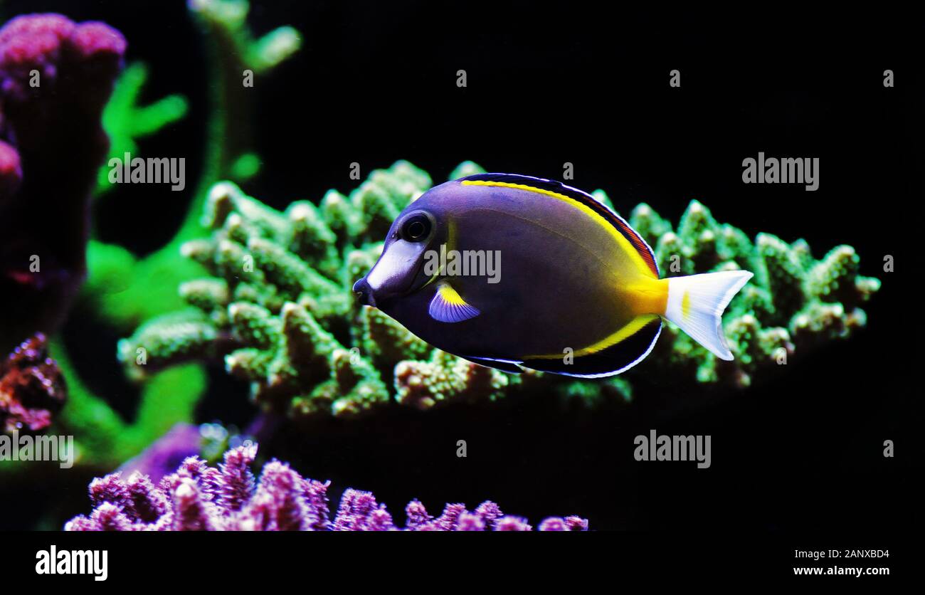 Powder brown tang Acanthurus Japonicus Stock Photo Alamy