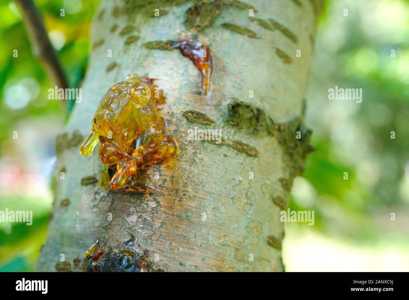 cherry tree disease. bacterial cancer and glue disease in cherry fruit