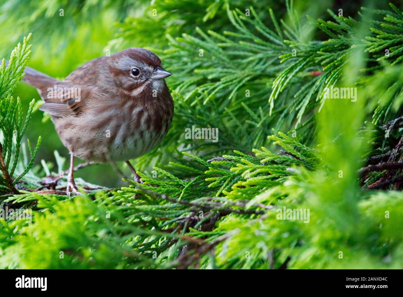 Song sparrow perched on branches of gold rider leyland cypress tree, Snohomish, Washington, USA Stock Photo