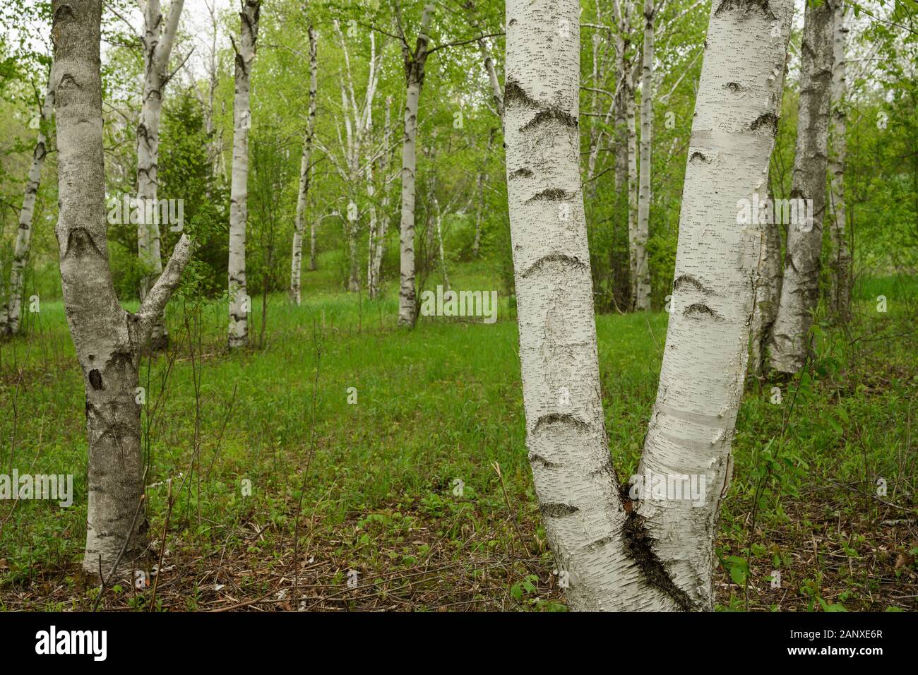 Birch Trees in Green Field in North Carolina mountains Stock Photo Alamy
