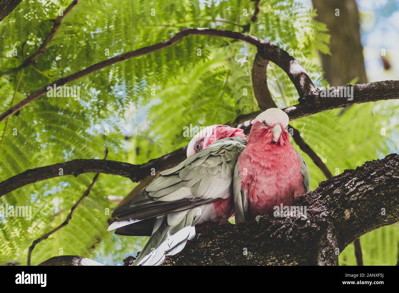 couple of native Australian pink galah birds up a jacaranda tree, shot
