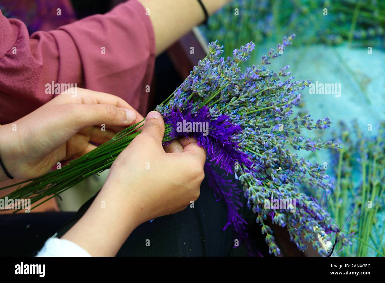 woman, doing crown with lavender flowers. lavender flowers are made by ...